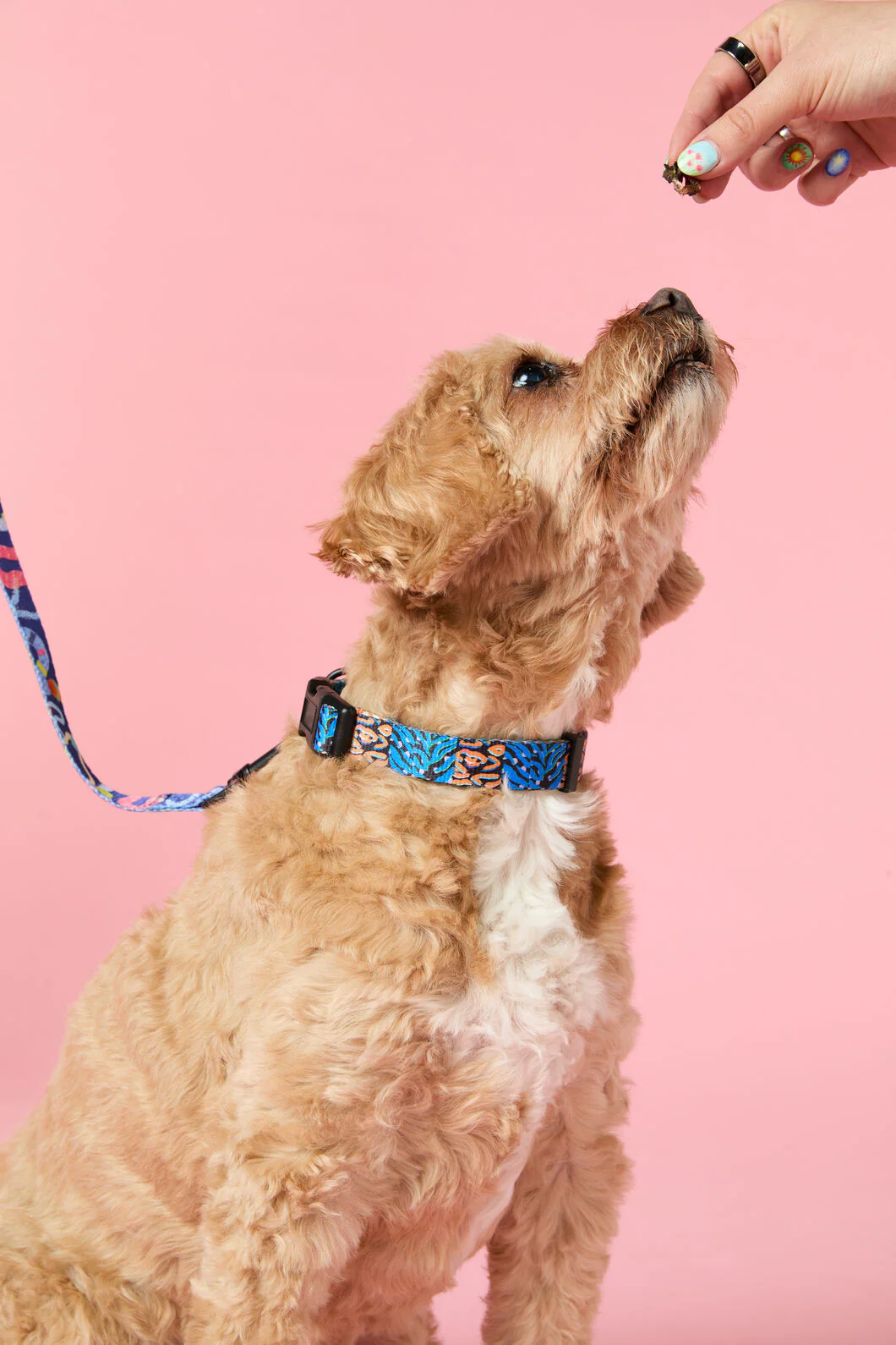 Animal Pet Collar Lge