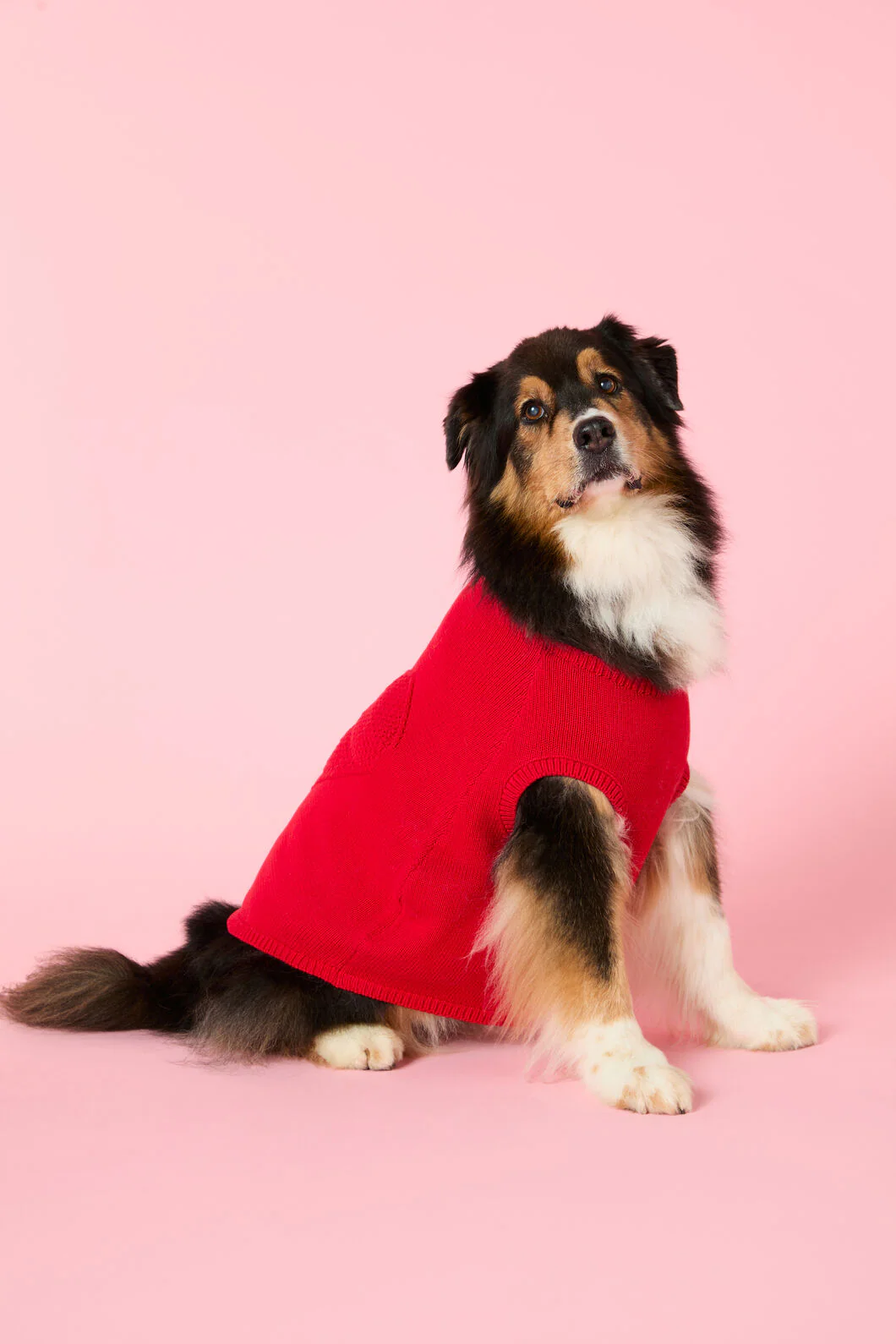 Heart Felt Knit Dog Jumper