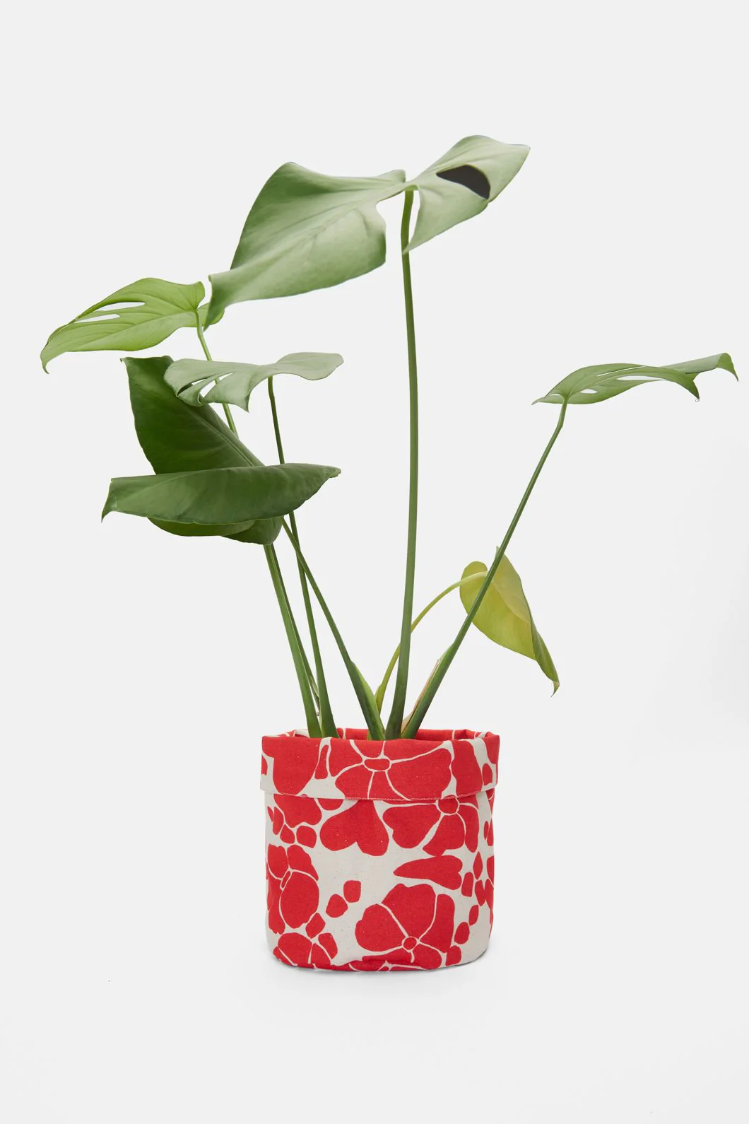 Daisy Red Planter Med