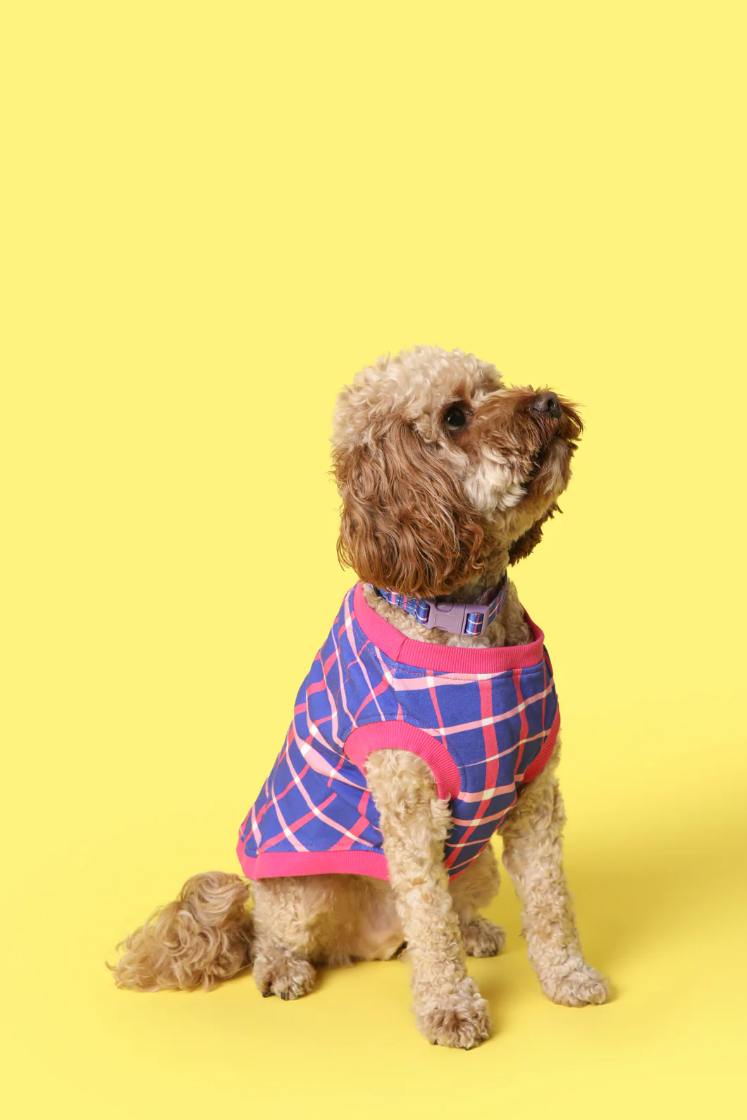 Reflection Pet Jumper