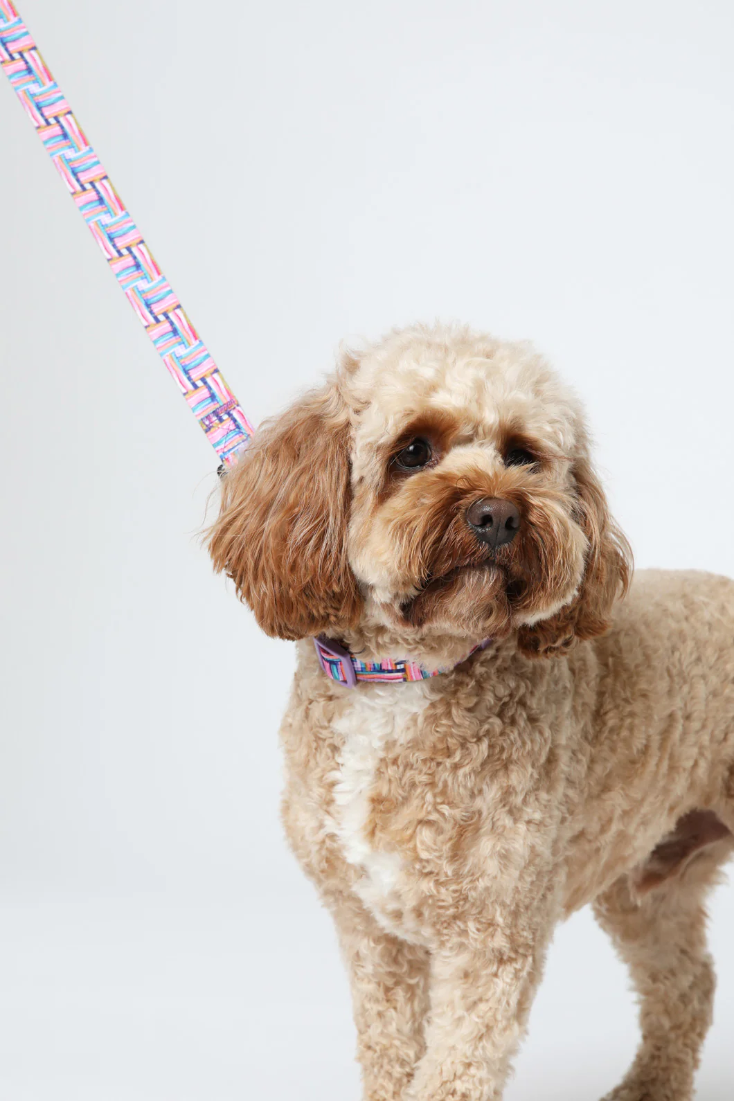 Liquorice Lead Small