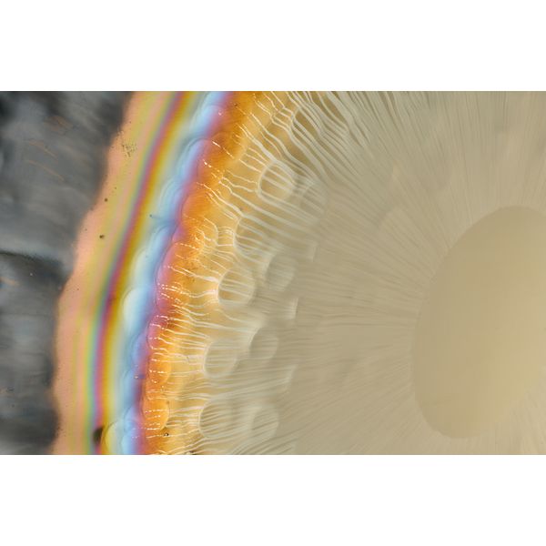 Thomann 28"/71cm Planet Gong Venus