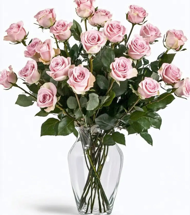 Two Dozen Roses