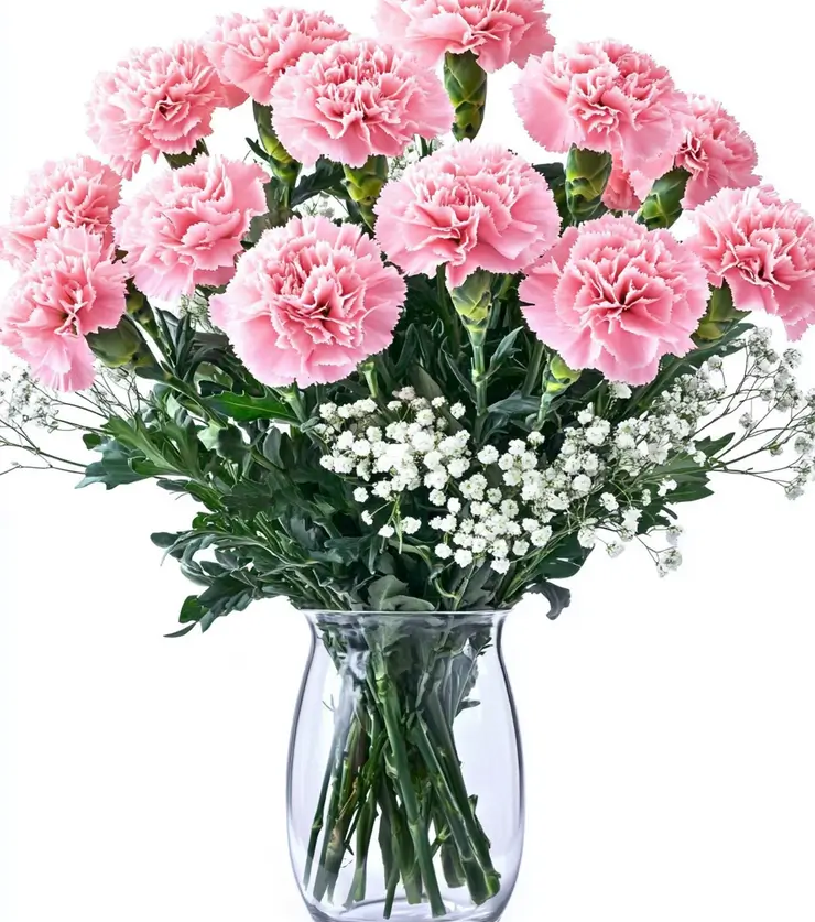 Sweet Carnations