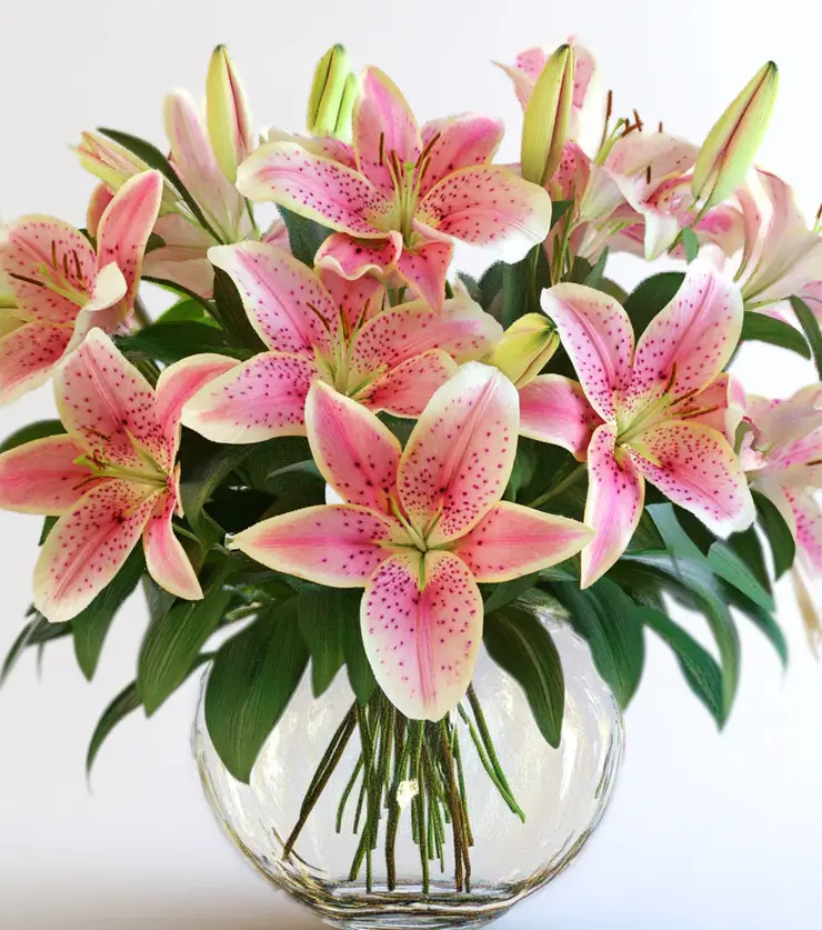 Pink Stars