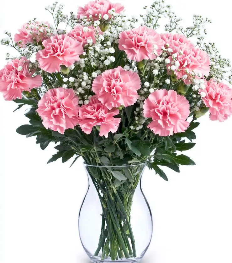 Sweet Carnations