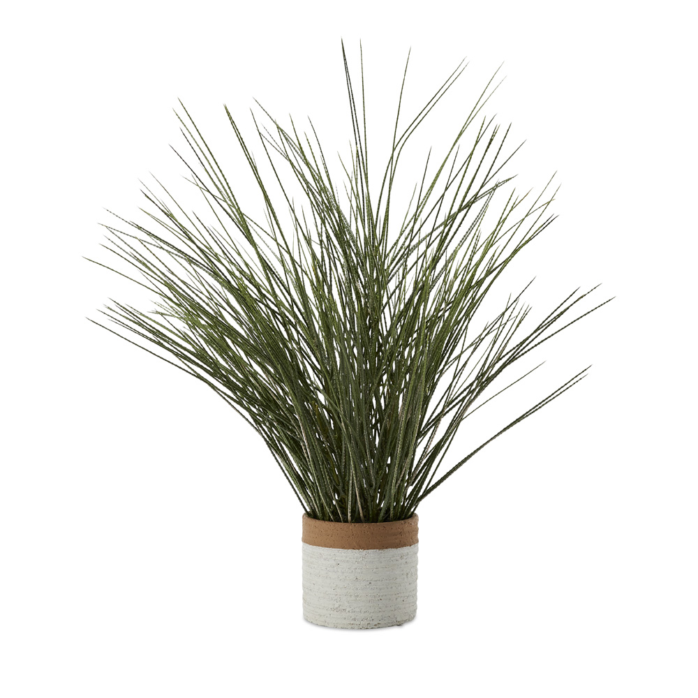 Potted Green Ornamental Grass