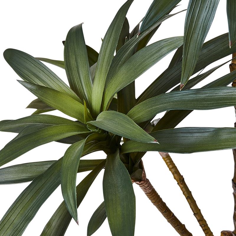 Evergreen 5 Stem Yucca Plant 90cm