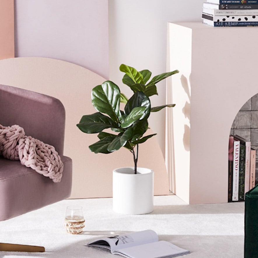 Fiddle Fig Potted Plant 75cm