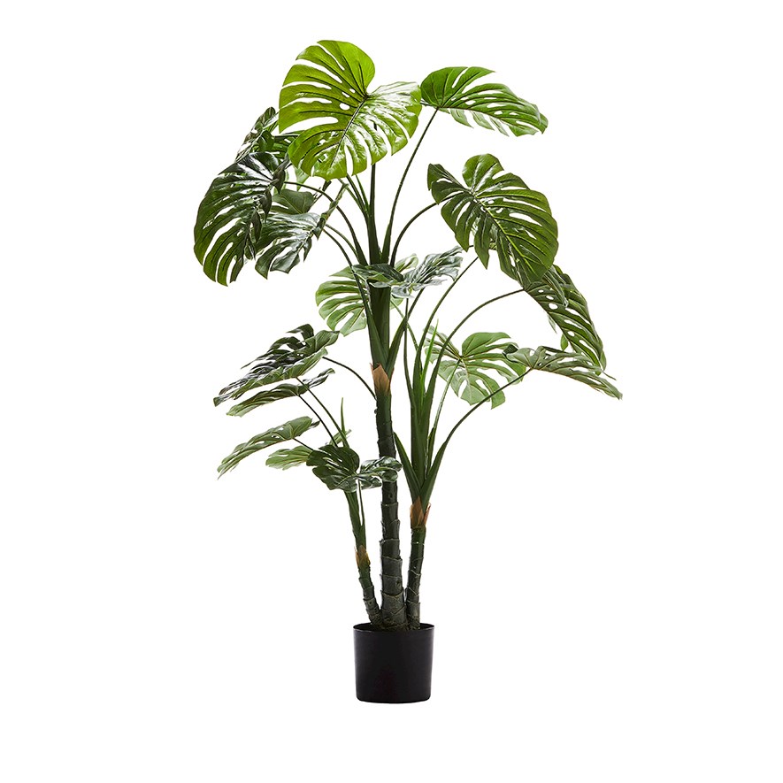 Monstera 3 Stem Potted Plant  150cm
