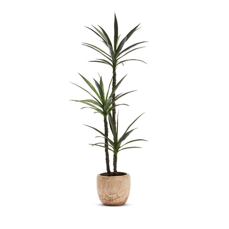 Heneken Potted Plant 150cm