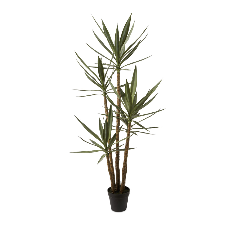 Heneken Potted Plant 183cm