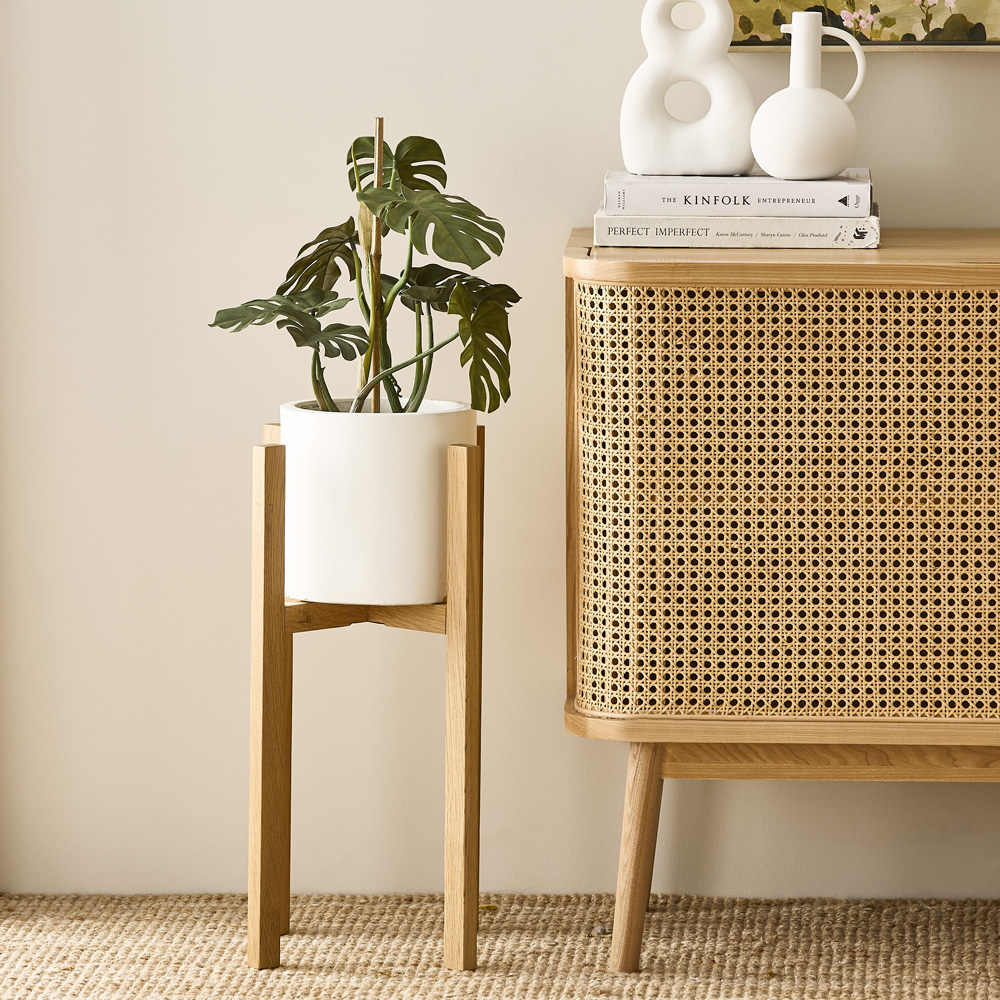 Staked Monstera 50cm