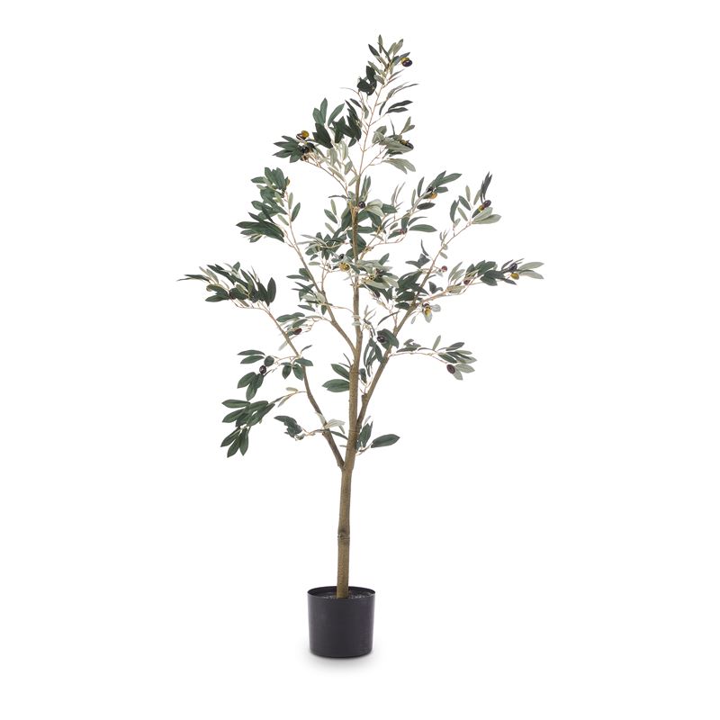 Potted Olive Tree