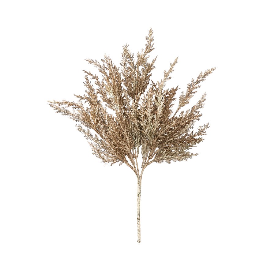 Winter Brown Asparagus Fern Stem