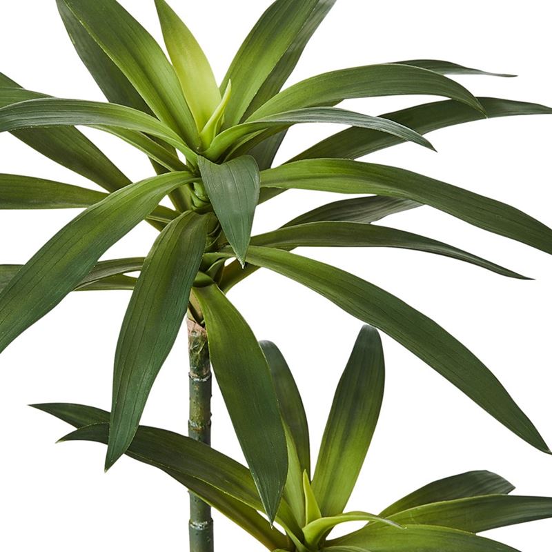Yucca Large Evergreen Plant