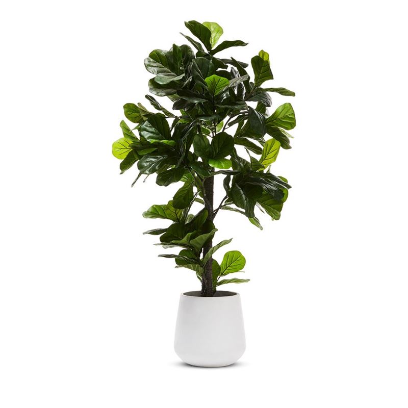 Fiddle Fig Potted Plant 190cm