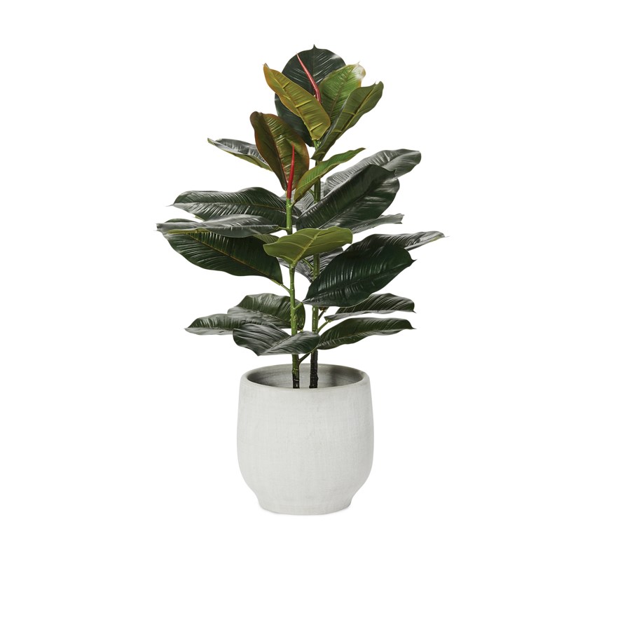 Rubber Fig Potted Plant 65cm