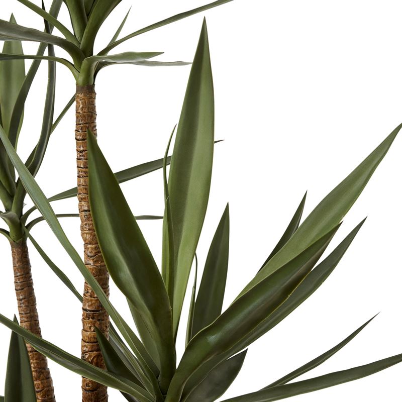 Heneken Potted Plant 183cm