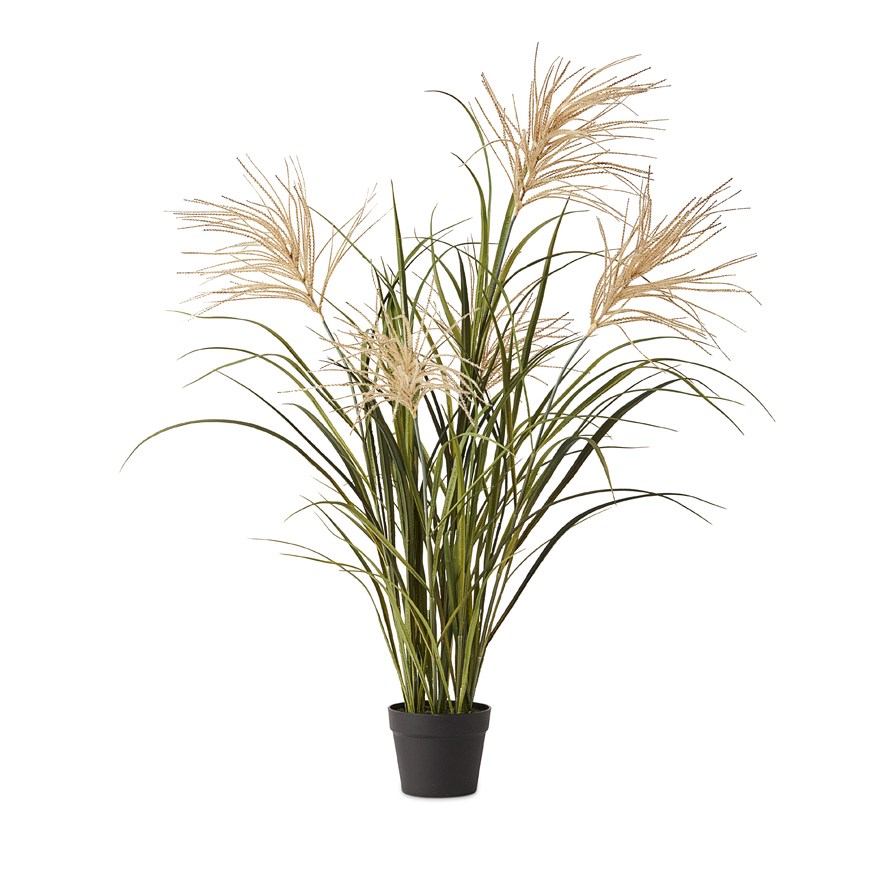 Reed Grass Green & Taupe Plant