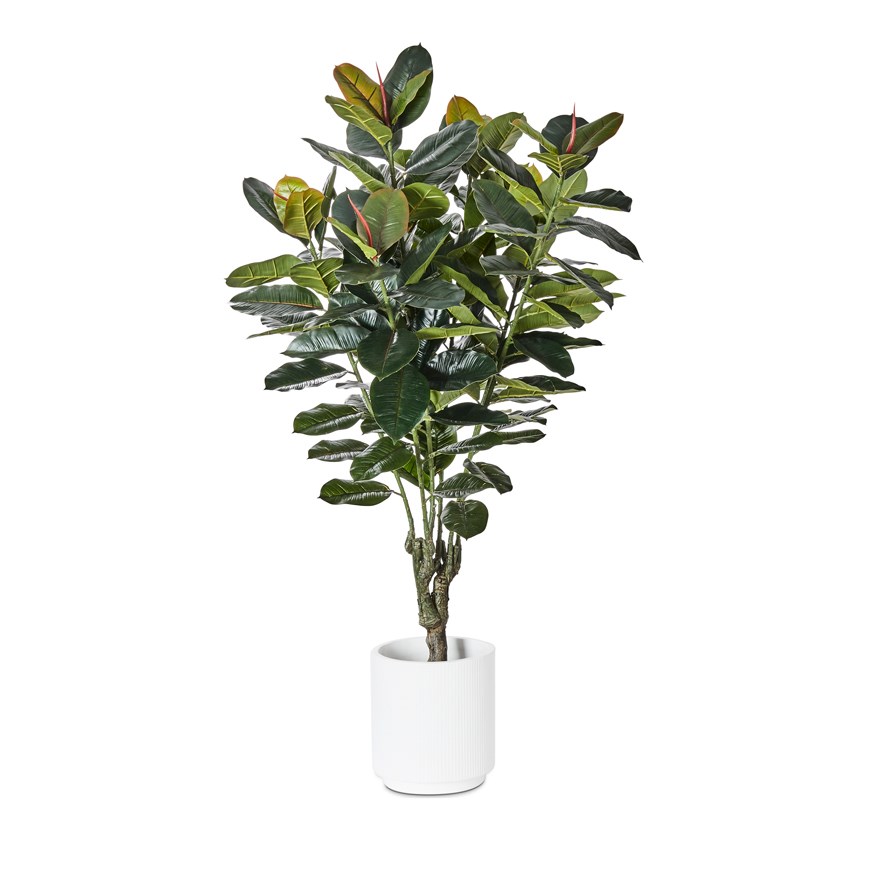 Rubber Fig Potted Plant 150cm