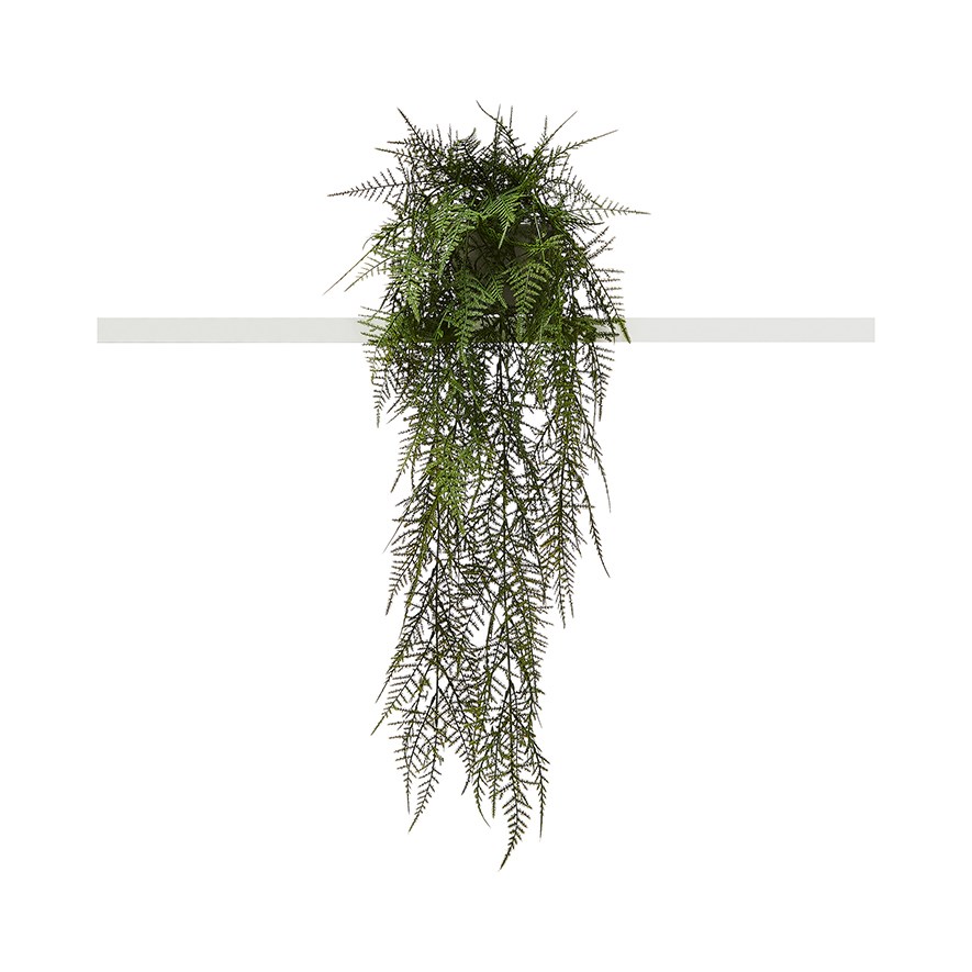 Asparagus Fern