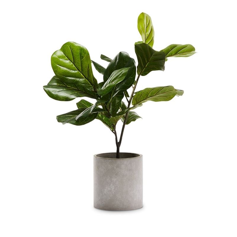 Fiddle Fig Potted Plant 75cm
