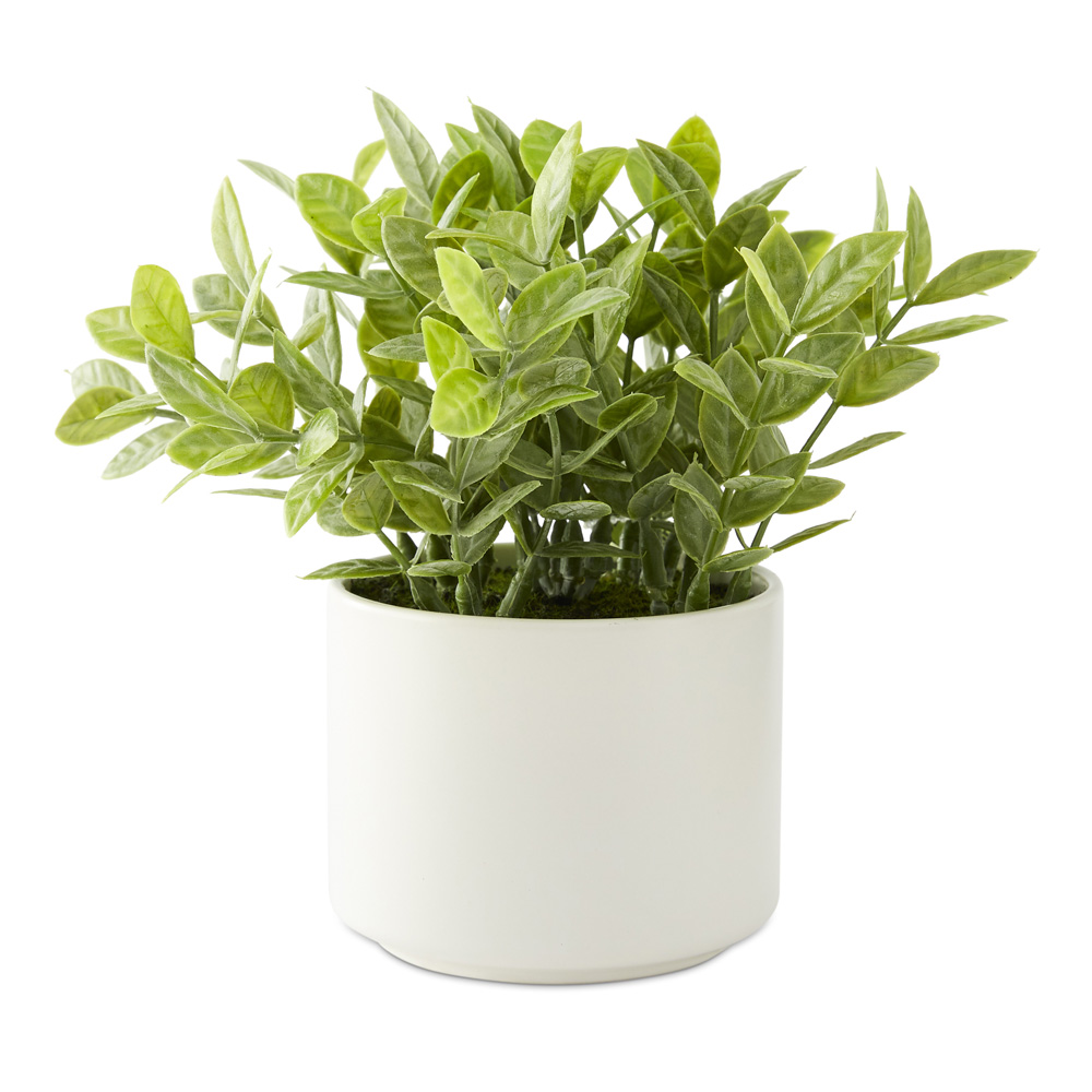 Amour Gardenia Green & White Potted Plant