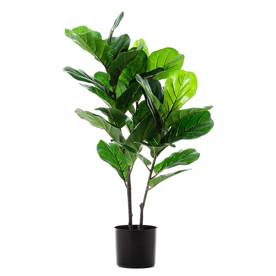 Fiddle Fig Potted Plant 100cm