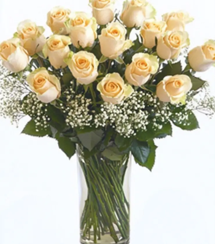 Creamy Velvety Roses