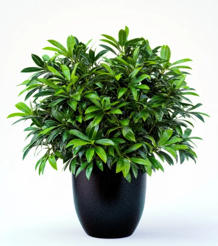 Potted Schefflera