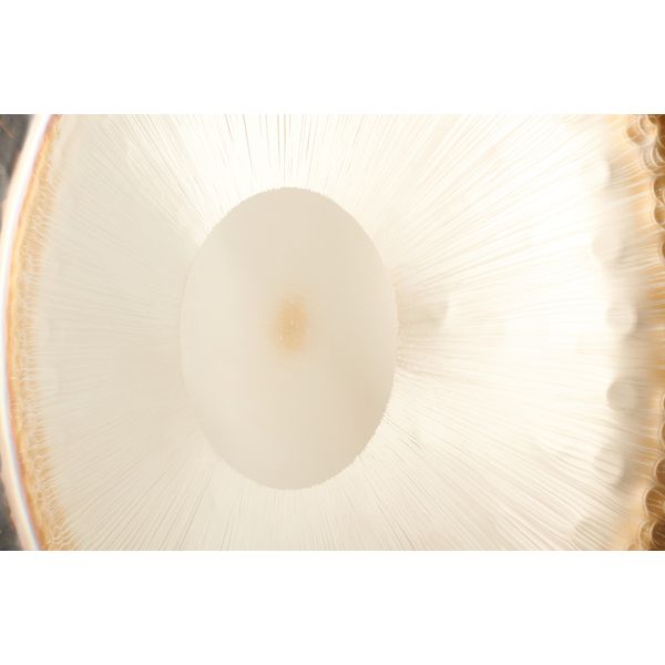 Thomann 32"/81cm Symphonic Gong