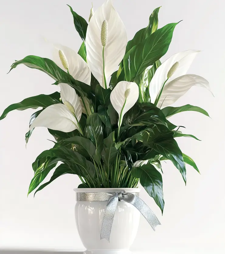 Peace Lily