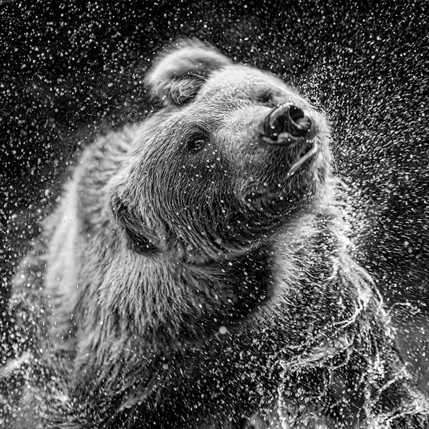 Bear Shaking Water Canvas Wall Art, 20x30