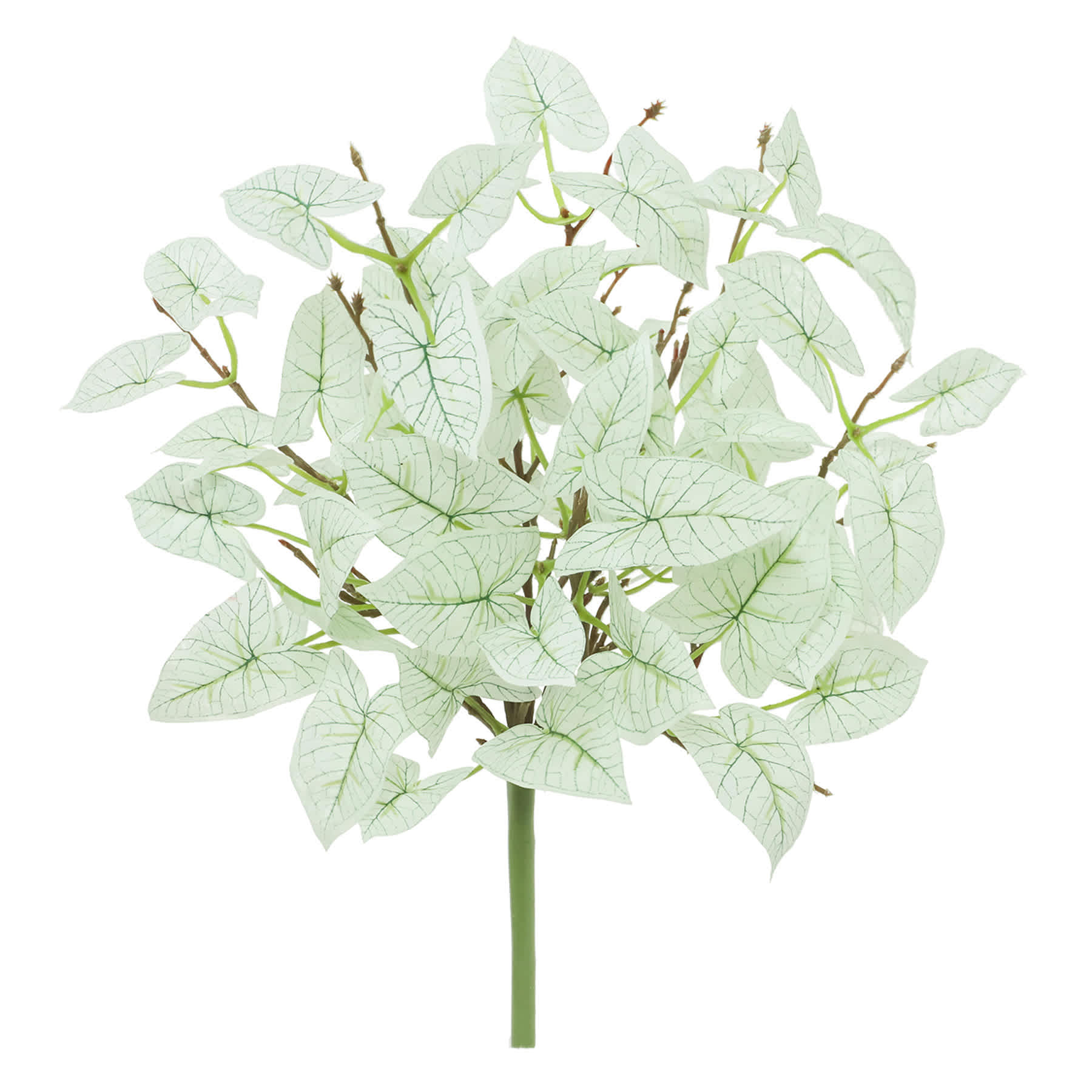 Caladium Bush, 14"
