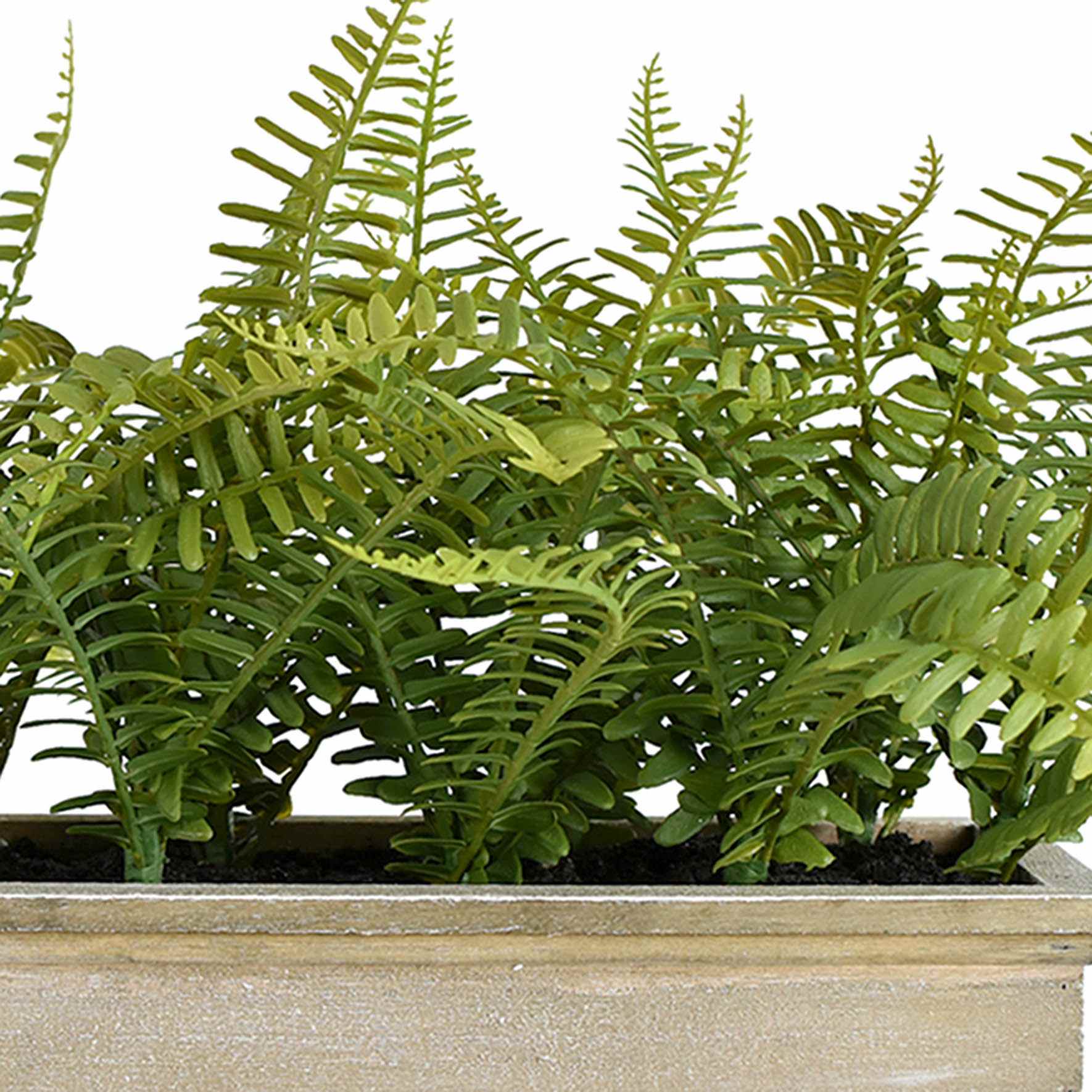 Fern Arrangement in Wood Planter, 11"