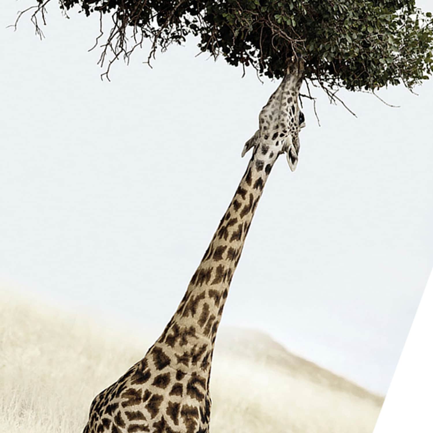 Giraffe Eating Leaves Block, 8x10
