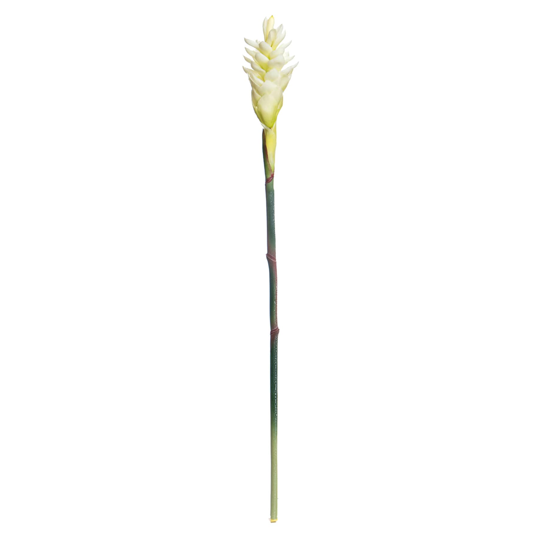 Ginger Flower Stem, 32"