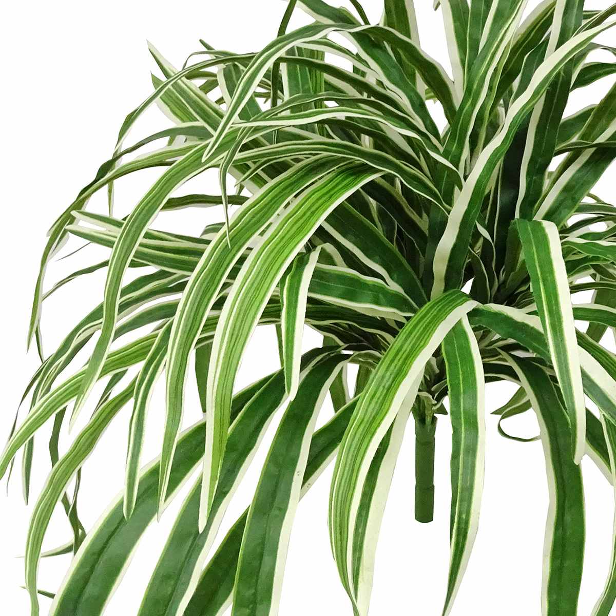 Spider Plant Bush, 26"