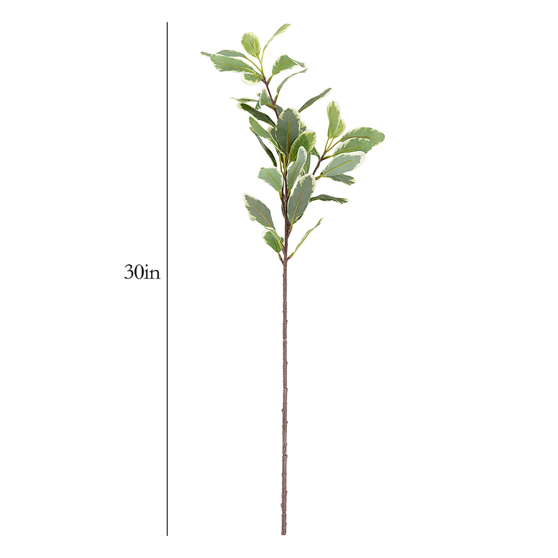 Variegated Pittosporum Stem, 30"