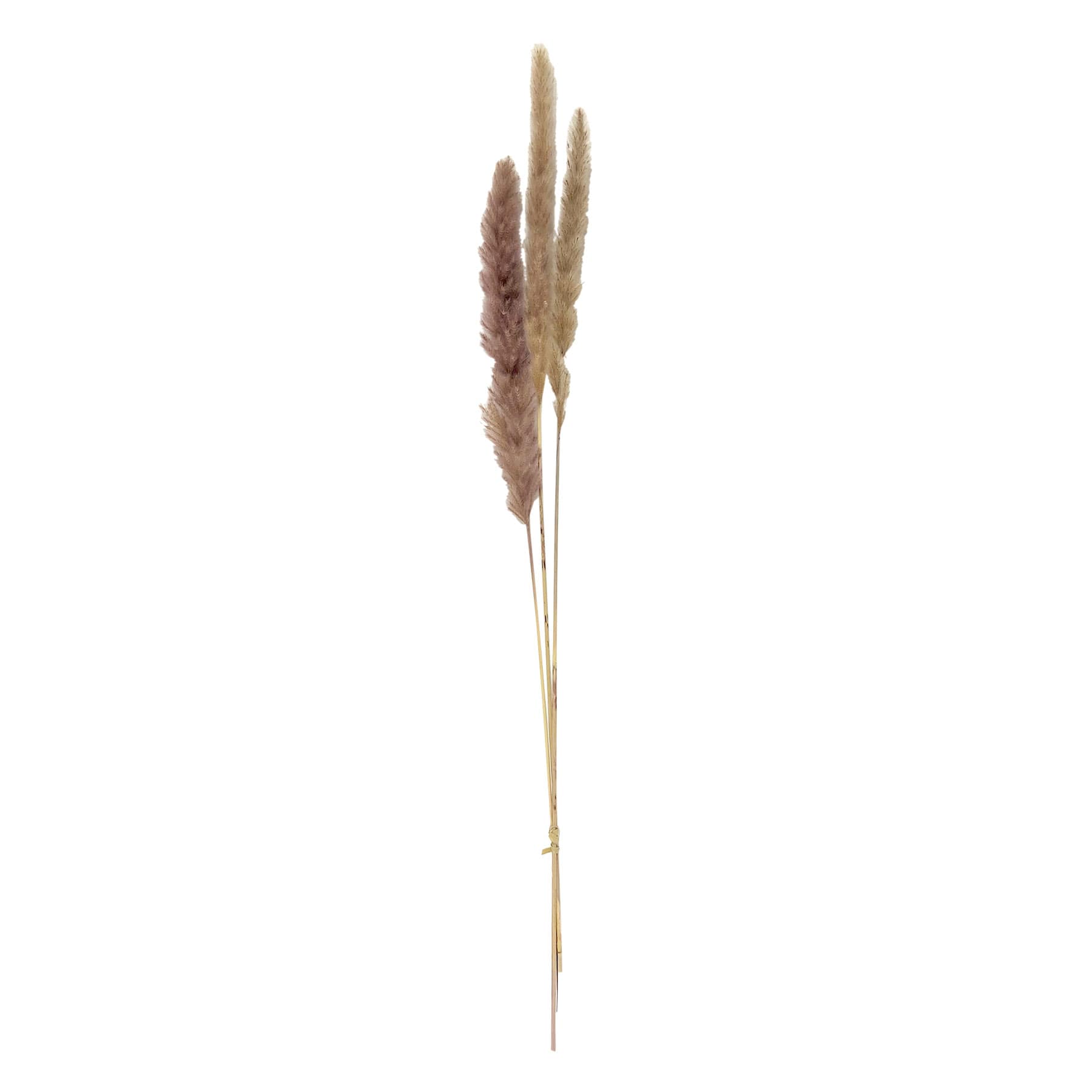 3-Piece Natural Mini Pampas Grass, 29"