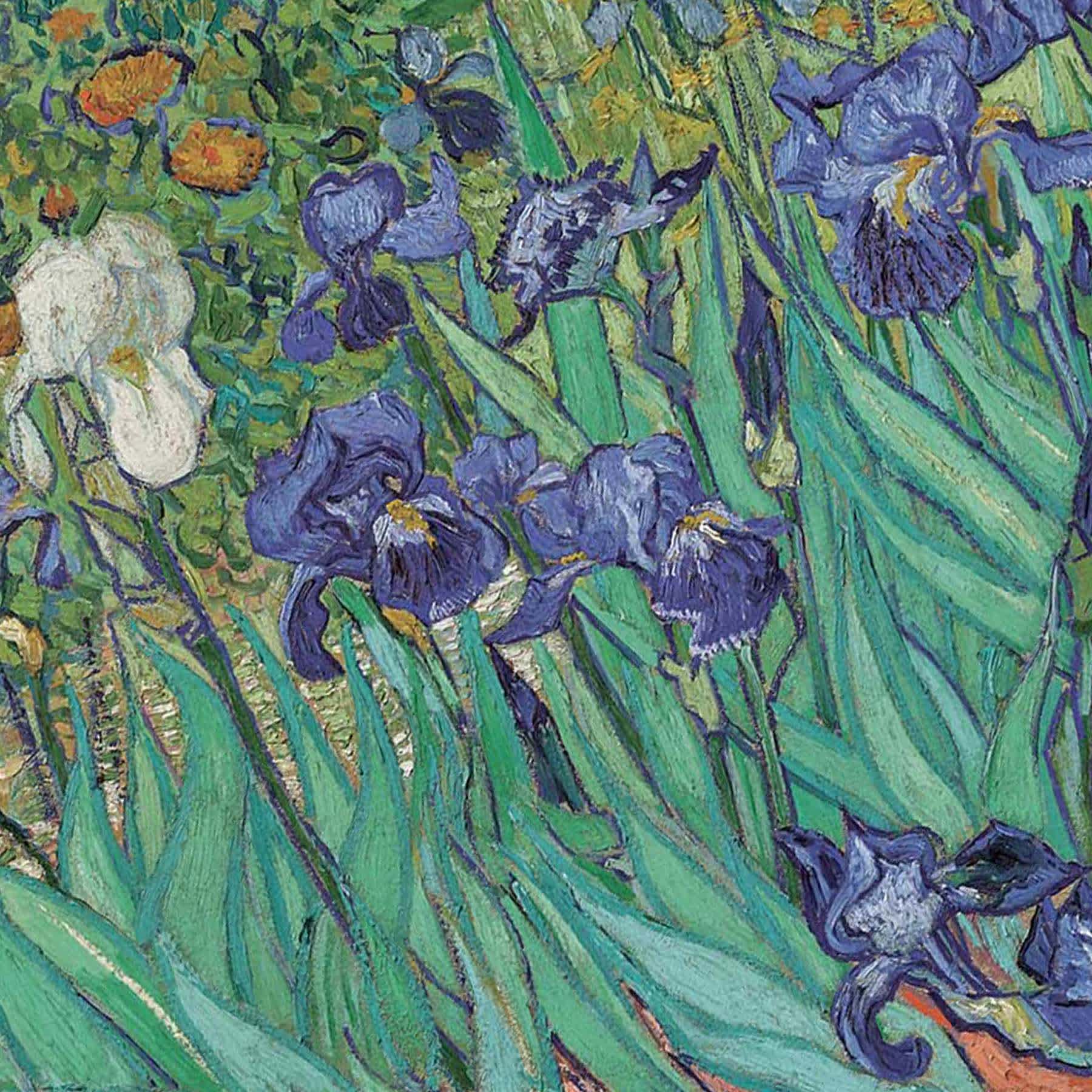 Irises Canvas Wall Art, 11x14