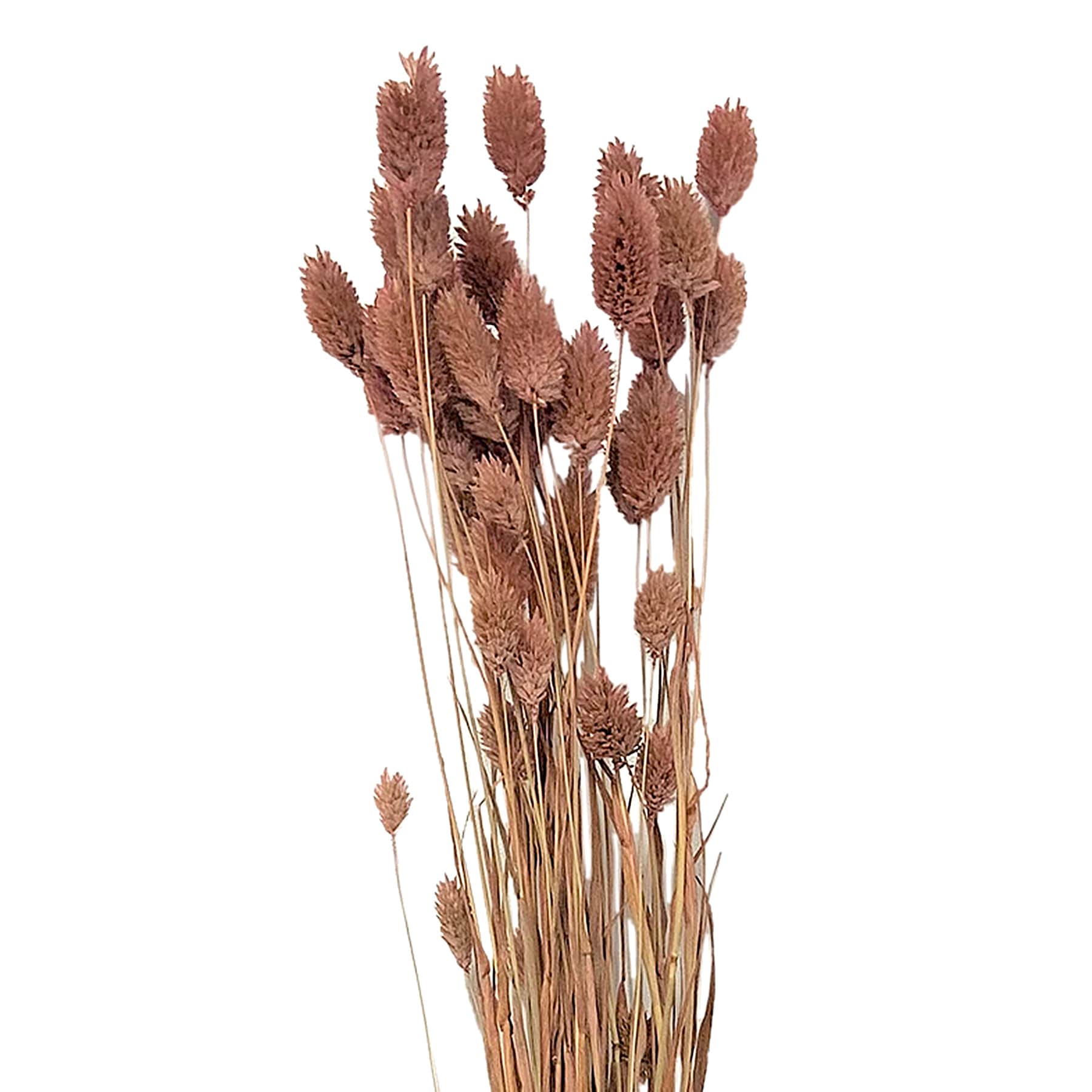 Dried Blush Pink Phalaris Stem Bundle, 28"