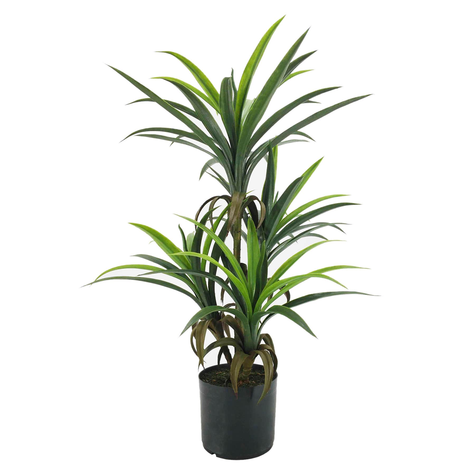 Yucca Tree with Black Planter, 33"