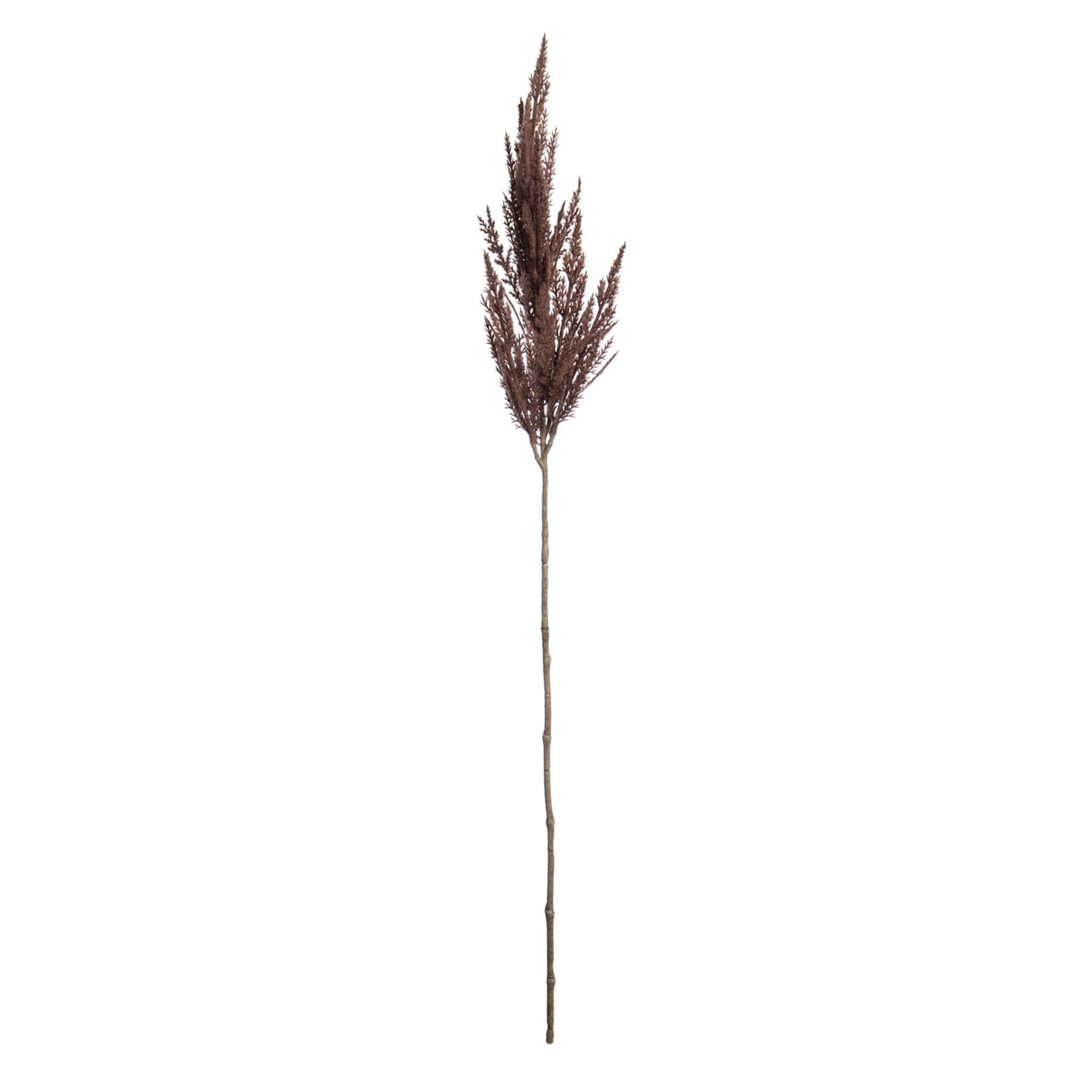 Brown Pampas Grass Stem, 32"