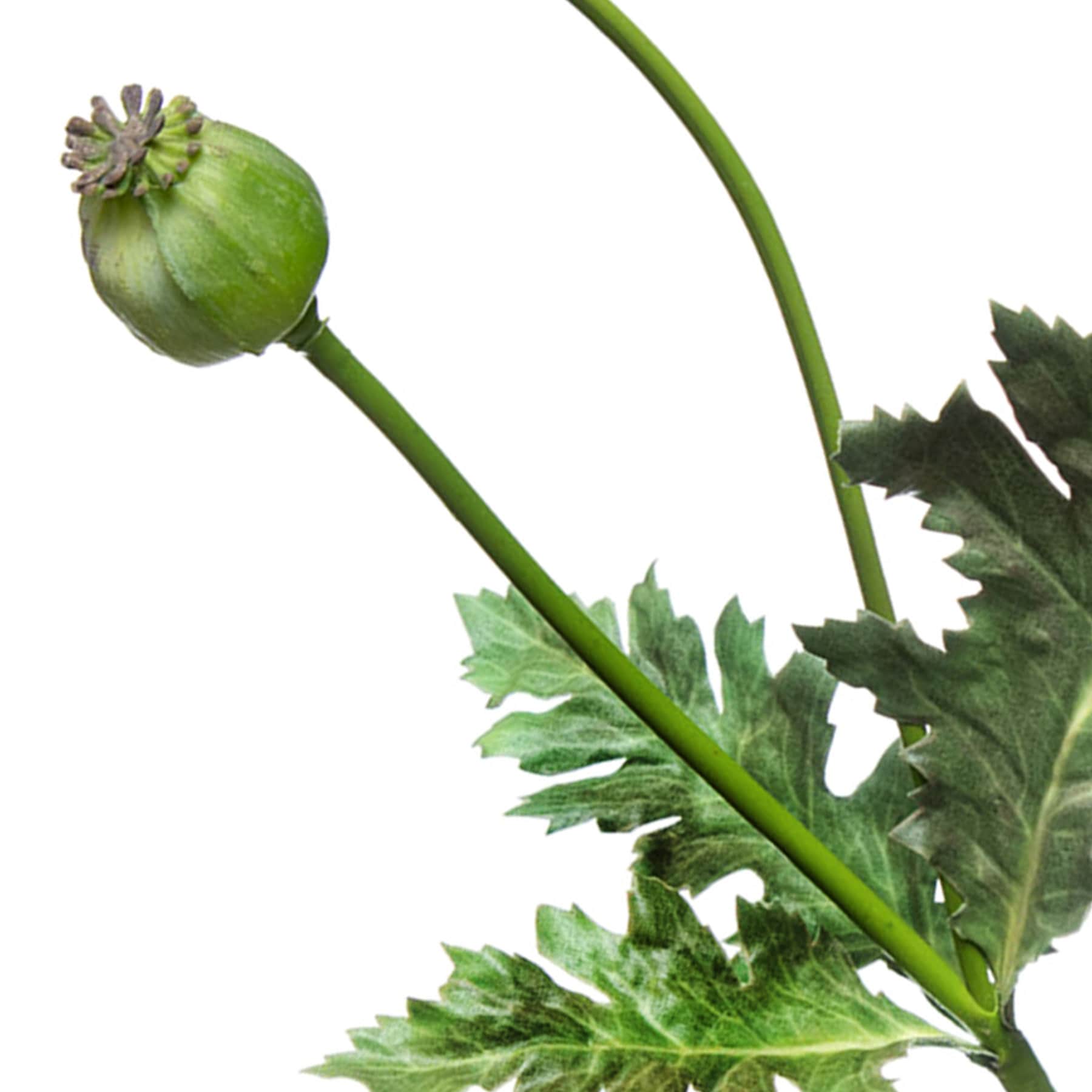 Poppy Pod Pick, 12"