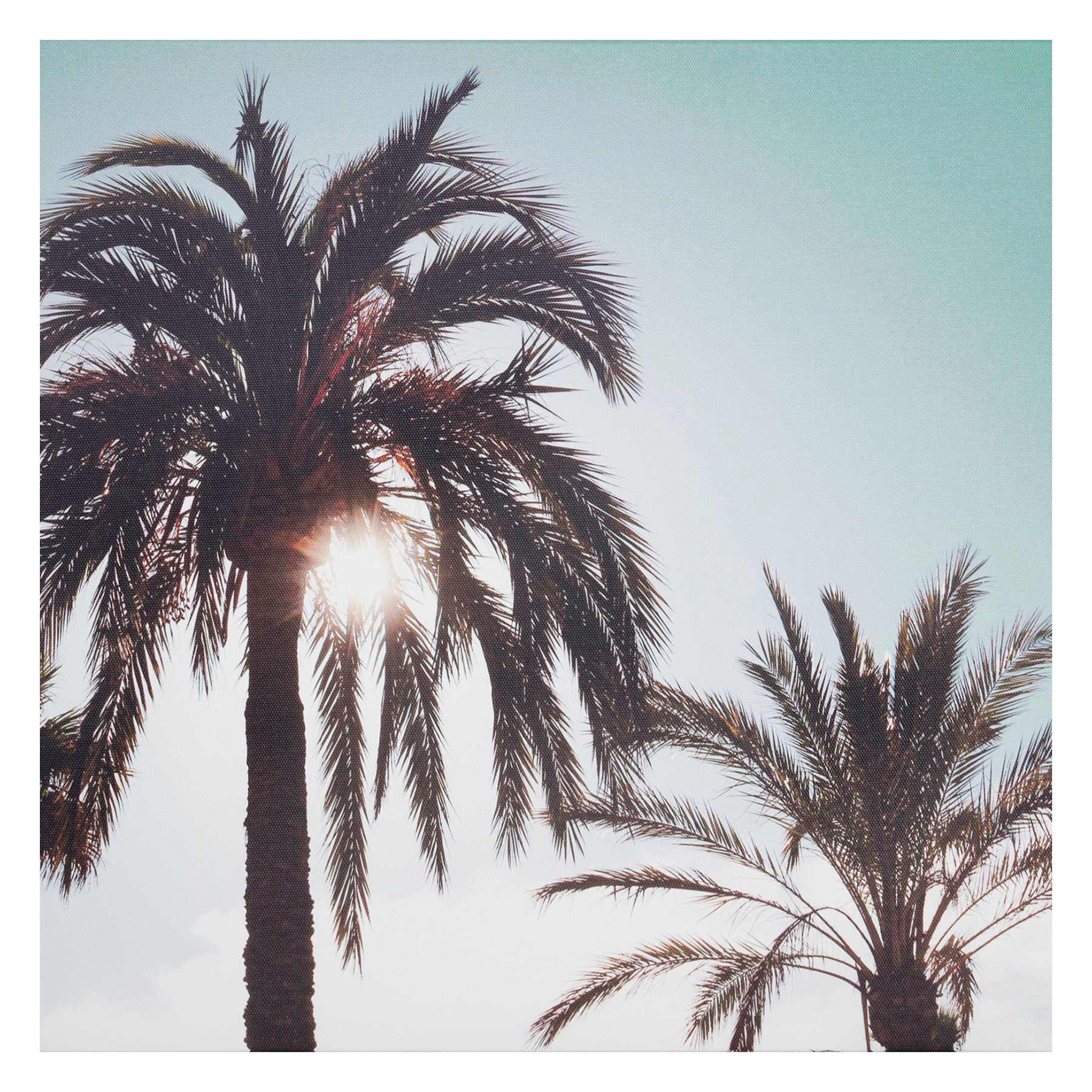 Providence Palm Tree's Canvas Wall Art, 20x16