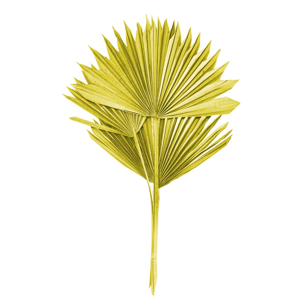 Olive Sun Spear, 19"
