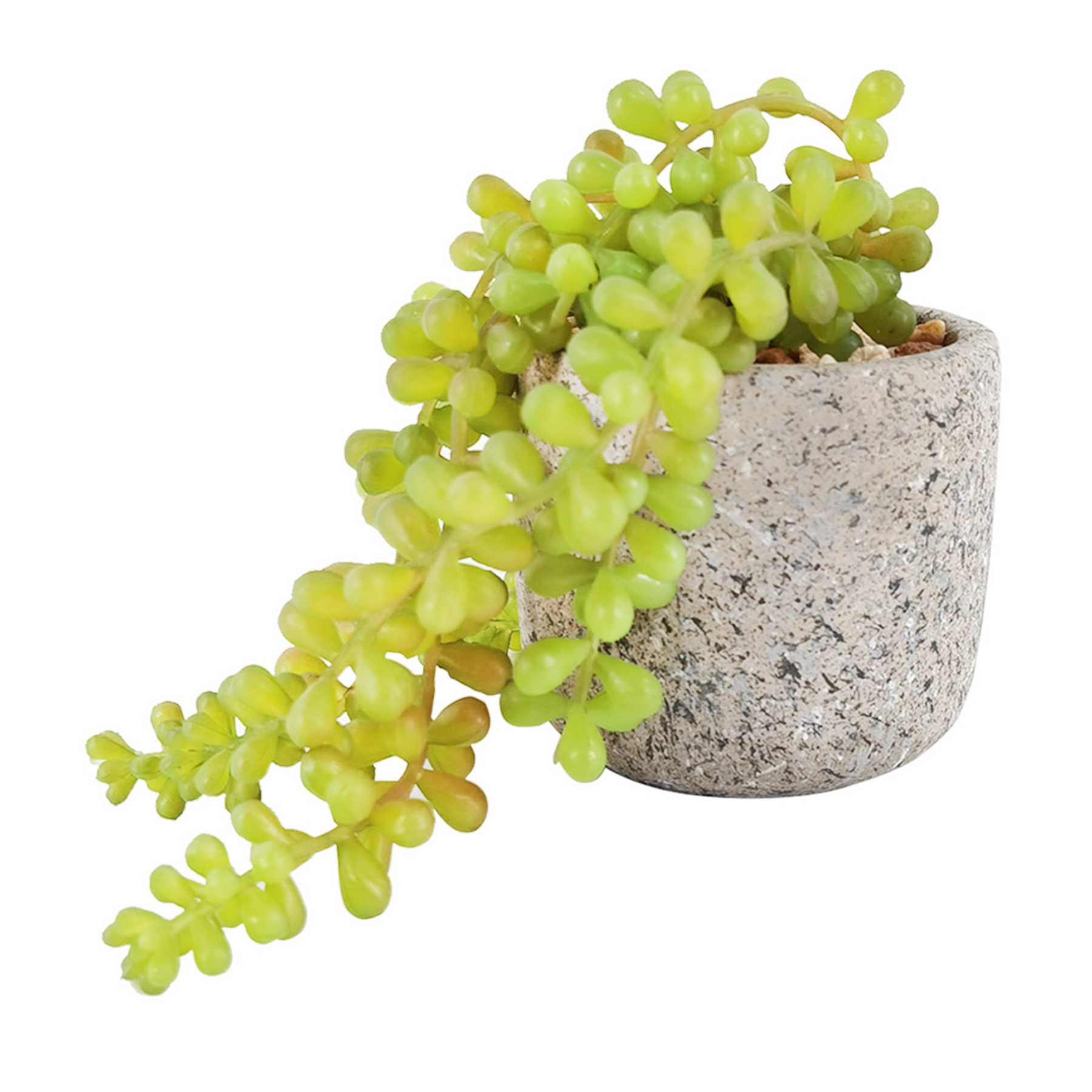 Succulents in Cement Pot, 4"