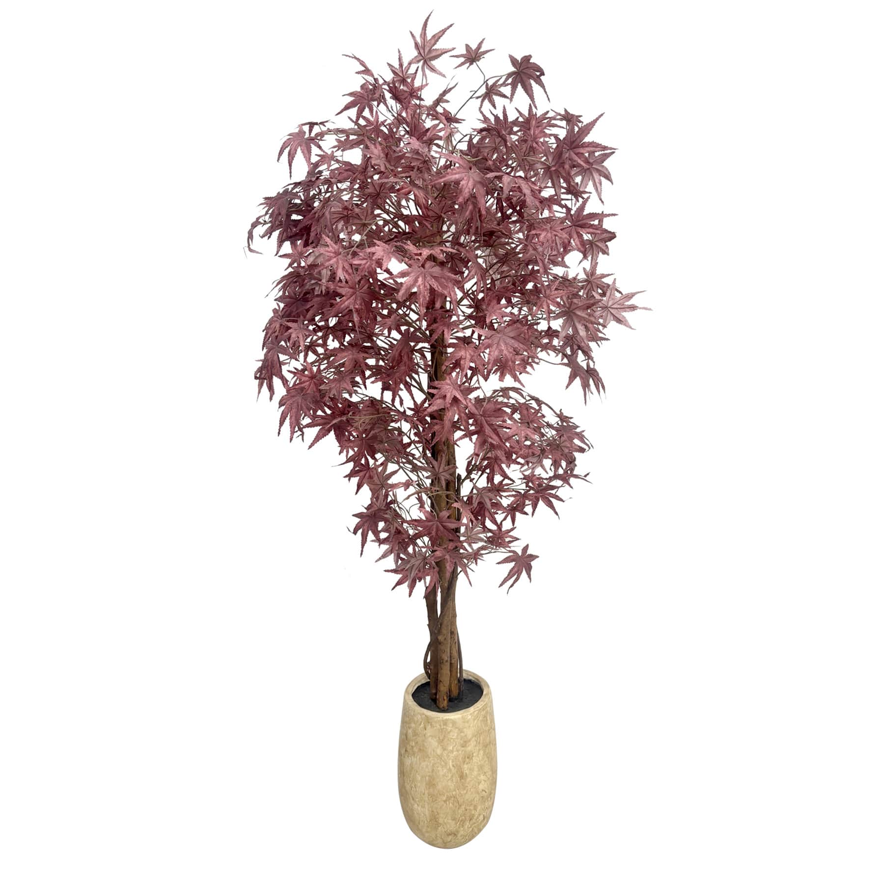 Maple in MGO Pot, 72"